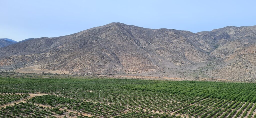 La Loica